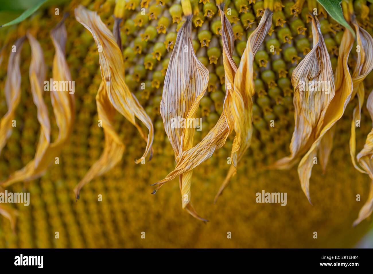 Il girasole (Helianthus annuus) si è appassito alla fine del suo ciclo di vita; Port Alberni, British Columbia, Canada Foto Stock