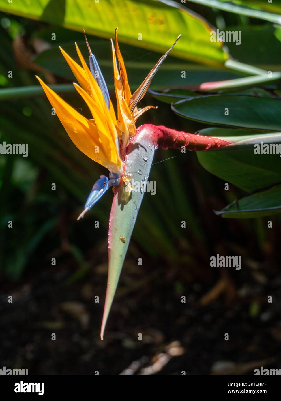 Un singolo fiore Strelitzia o uccello del Paradiso fiorisce rivolto verso il basso Foto Stock