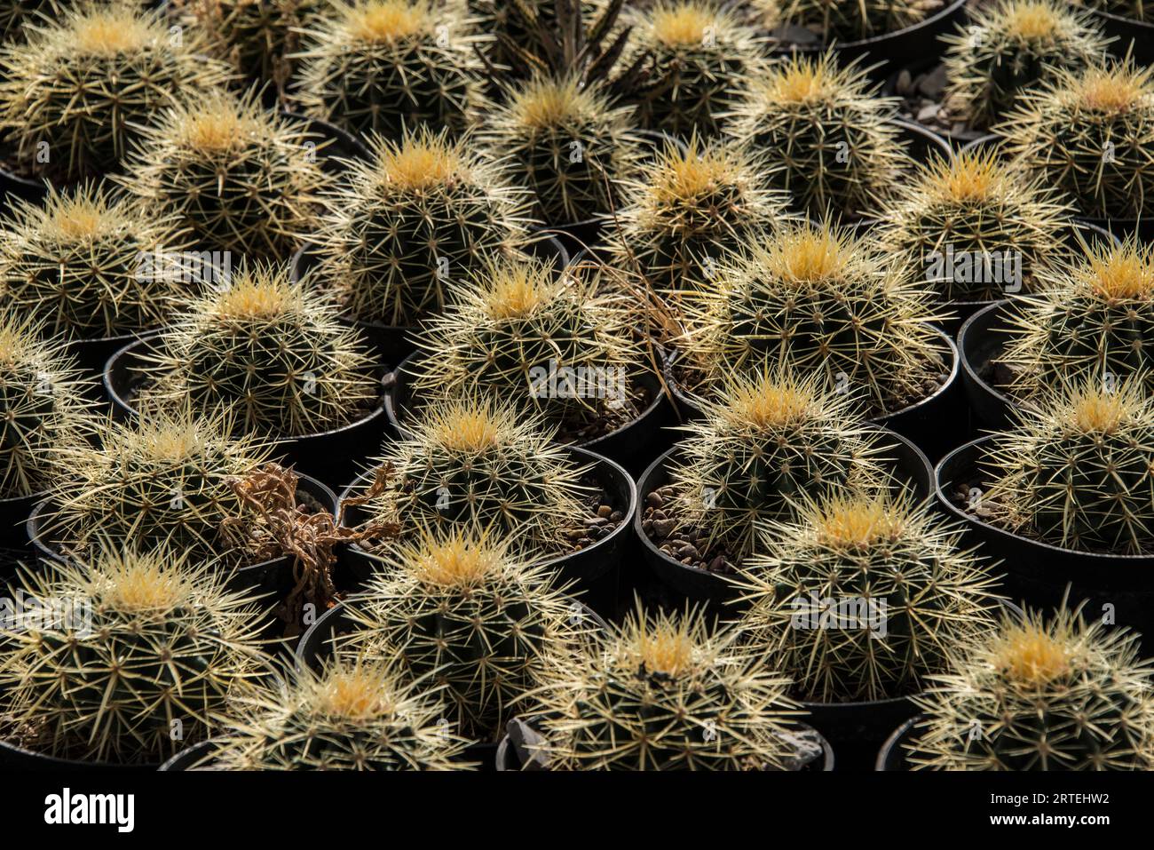 Esposizione di numerose piante di cactus in vasi in vendita, coltivate in vendita da una cooperativa a conduzione femminile; Matehuala, Messico Foto Stock Esposizione di numerose piante di cactus in vasi in vendita, coltivate in vendita da una cooperativa a conduzione femminile; Matehuala, Messico Foto Stock
