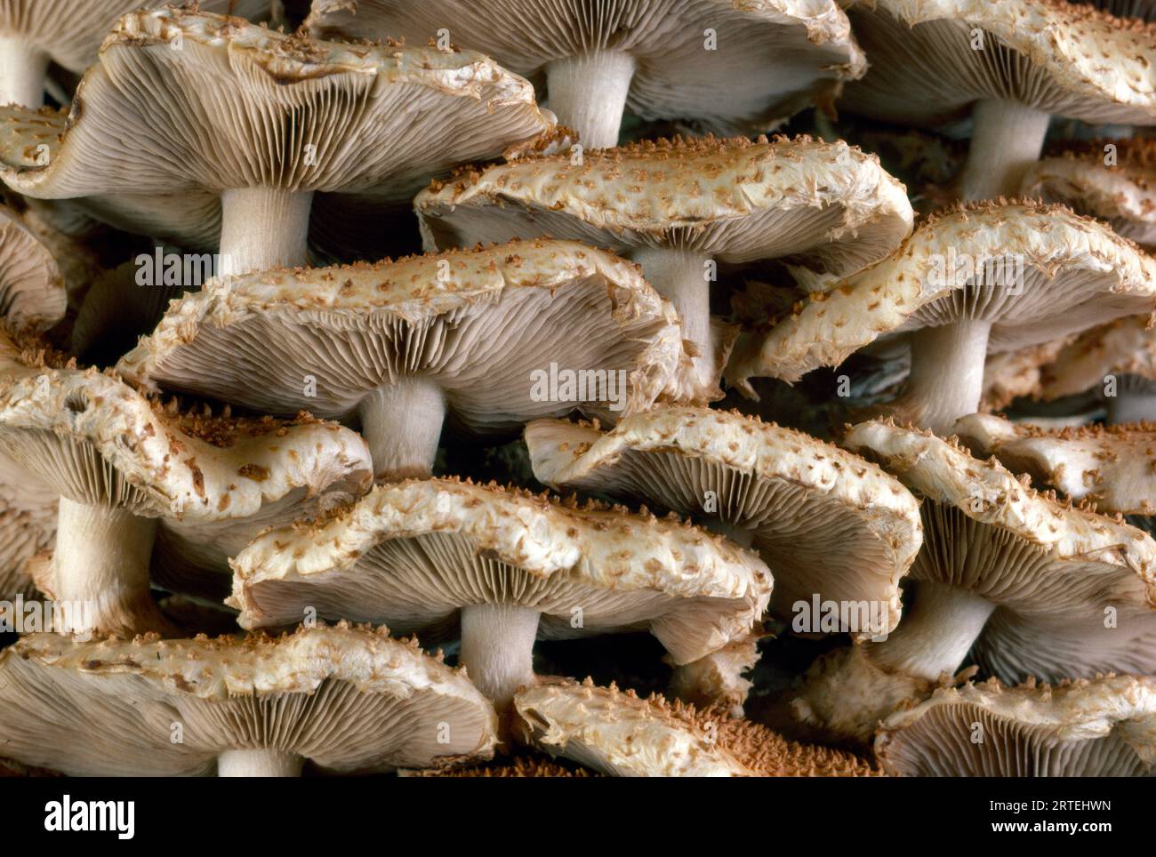 Vista ravvicinata dei funghi appena tagliati; Mystic, Connecticut, Stati Uniti d'America Foto Stock