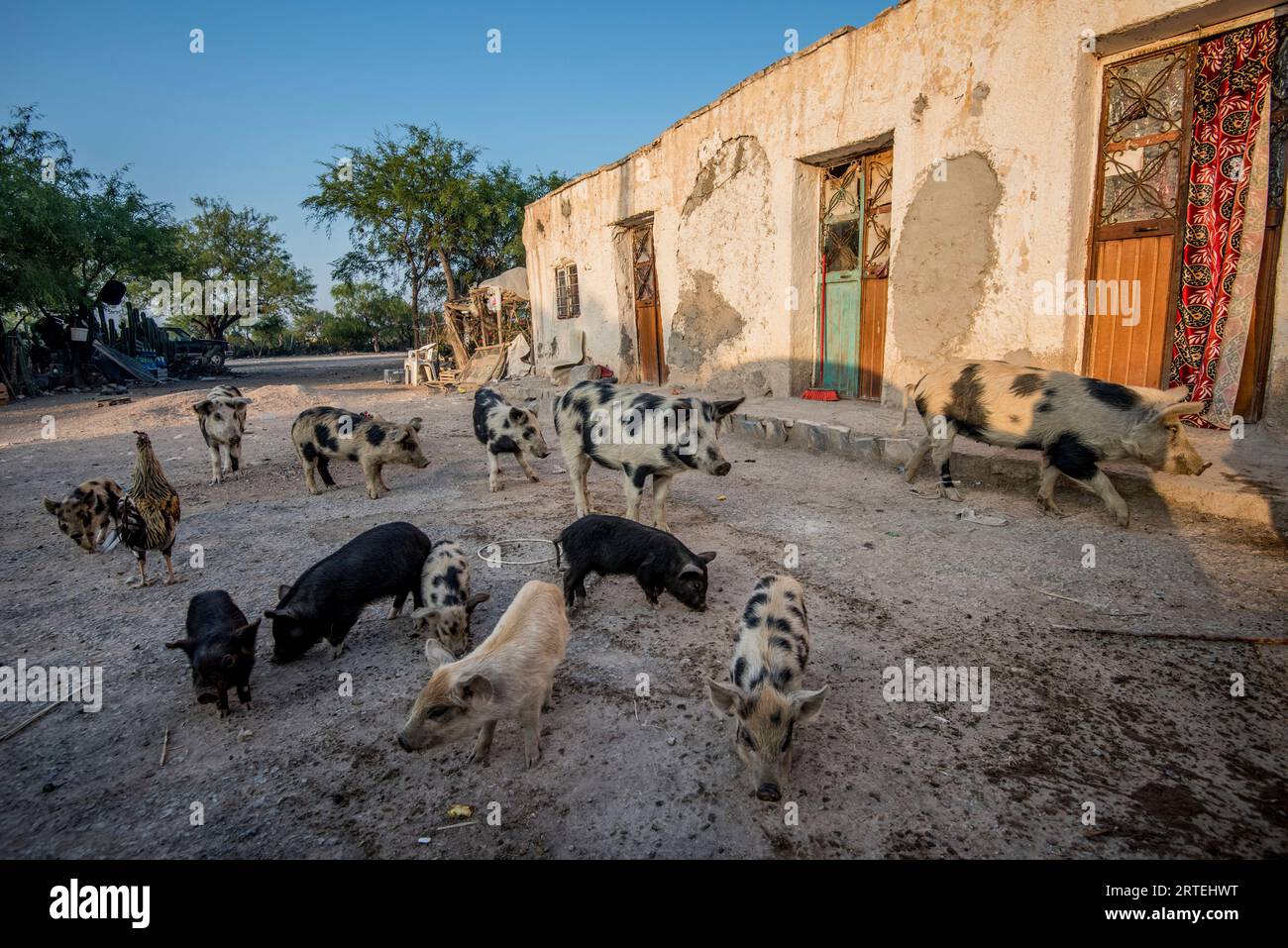 Maiali che vagano fuori dal cortile di una casa in Messico; Ejido Hidalgo, San Luis, Messico Foto Stock