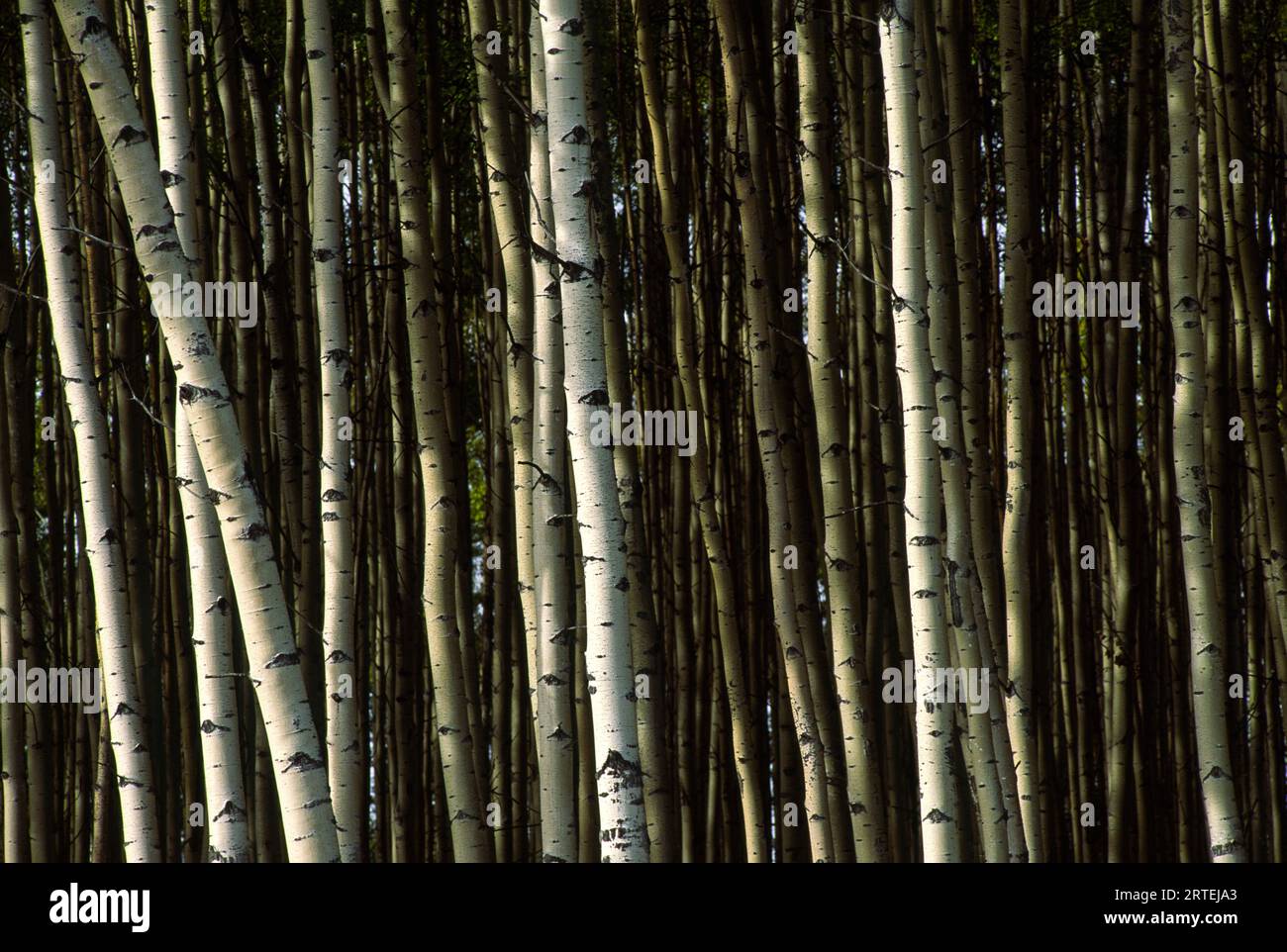 Stand of aspen Trees; Fairbanks, Alaska, Stati Uniti d'America Foto Stock