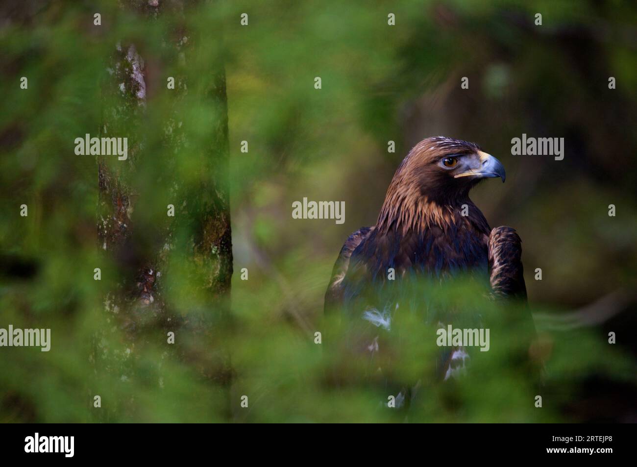 Ritratto di un'aquila d'oro (Aquila chrysaetos) presso l'Alaska Raptor Rehabilitation Center, Sitka, Alaska, USA; Sitka, Alaska, Stati Uniti d'America Foto Stock