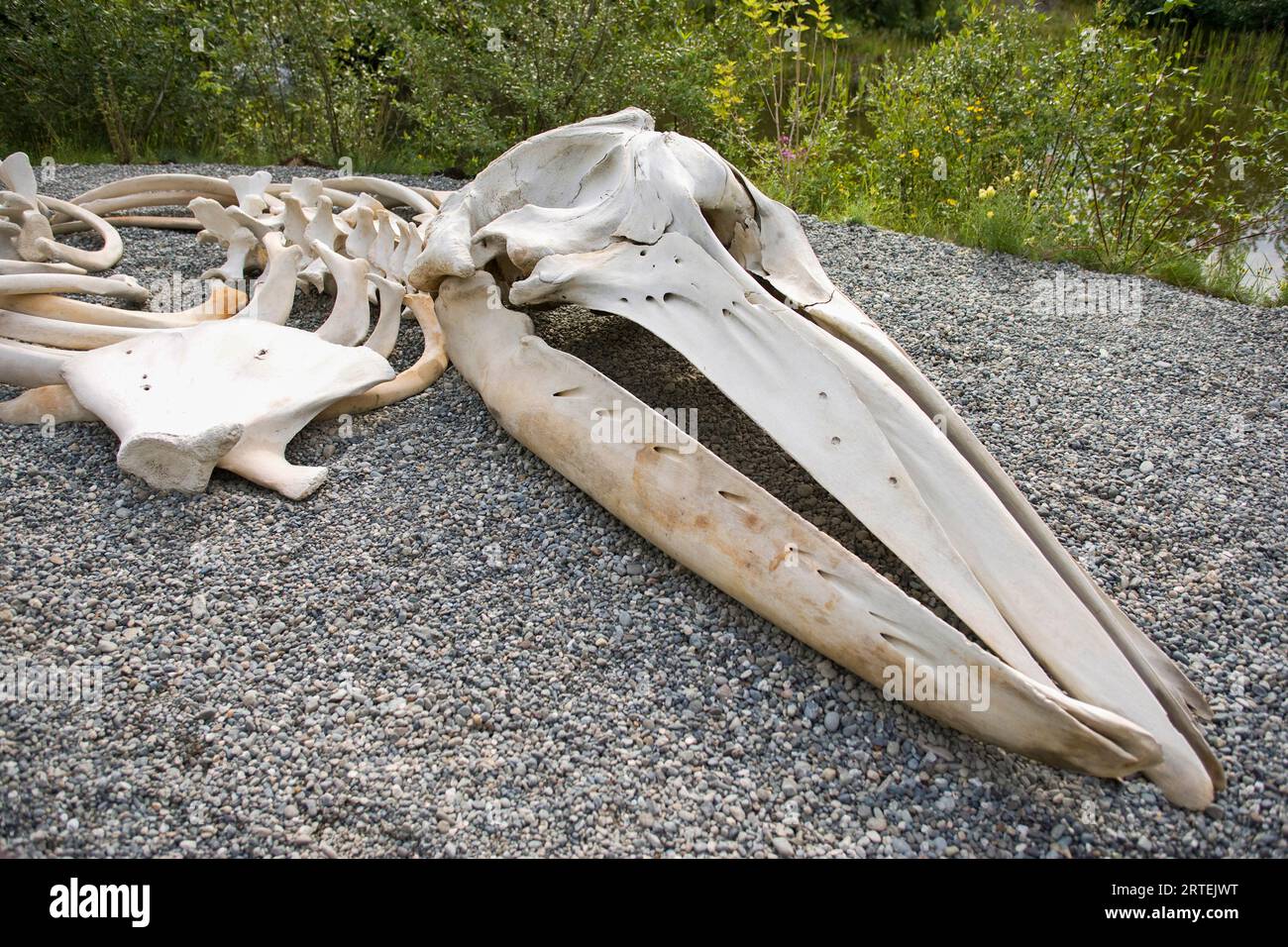 Ossa animali adagiate su ghiaia; Anchorage, Alaska, Stati Uniti d'America Foto Stock