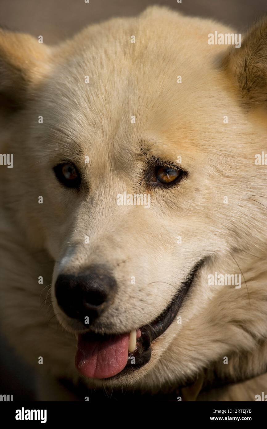 Ritratto ravvicinato di un cane da slitta a dimostrazioni di slitte trainate da cani nel Denali National Park and Preserve, Alaska, Stati Uniti d'America Foto Stock
