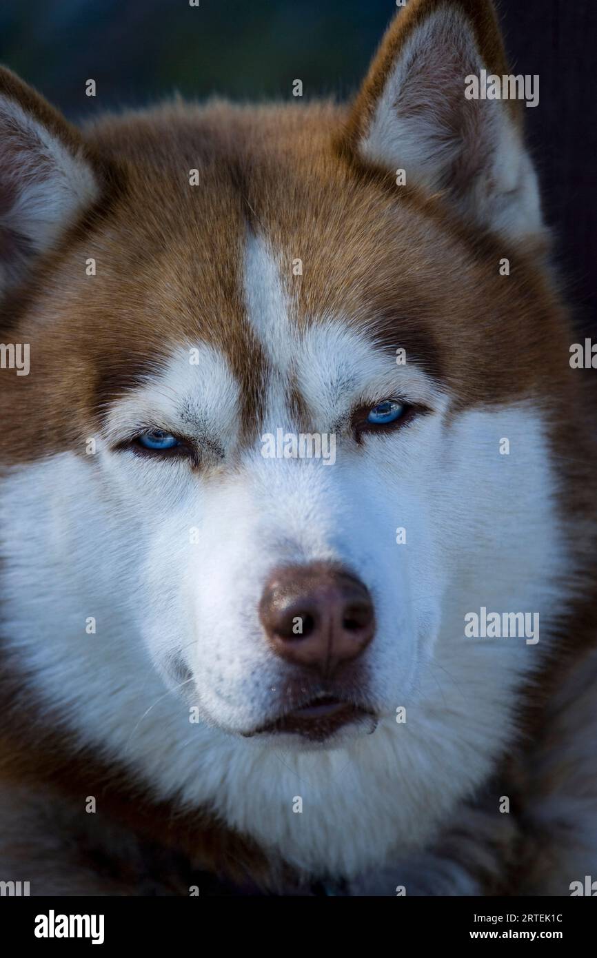 Ritratto ravvicinato di un cane da husky; penisola di Kenai, Alaska, Stati Uniti d'America Foto Stock