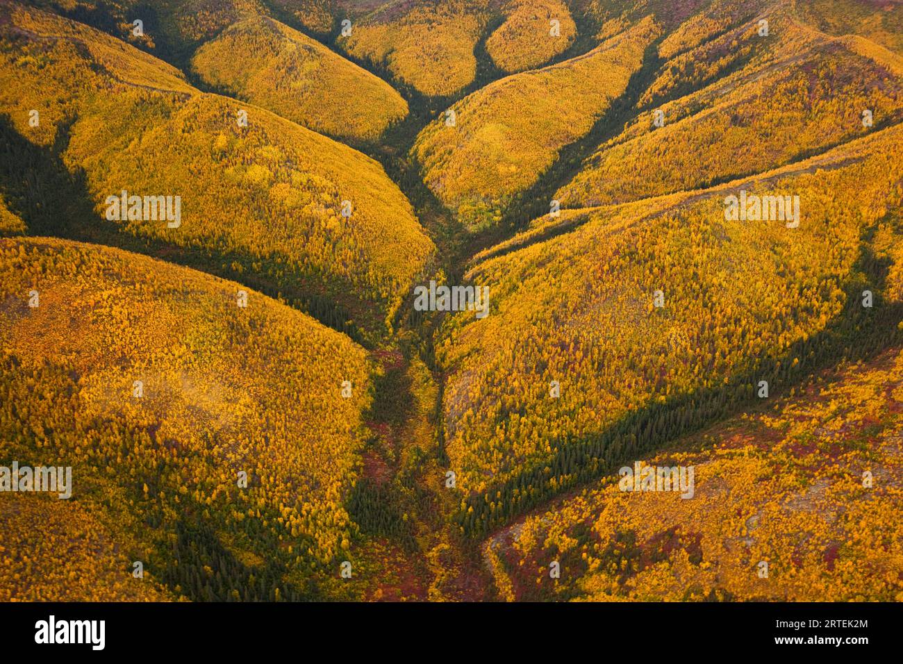 Pioppi e tundra in colori autunnali nel Gates of the Arctic National Park and Preserve, Alaska, Stati Uniti d'America Foto Stock