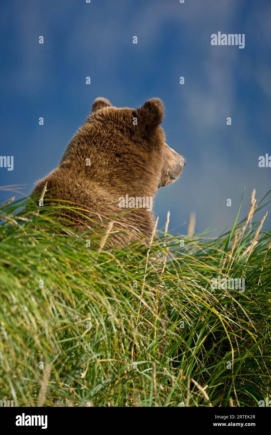 Retro di una testa pelosa di un orso bruno (Ursus arctos) nel Katmai Nationa Park, Alaska, Stati Uniti d'America Foto Stock