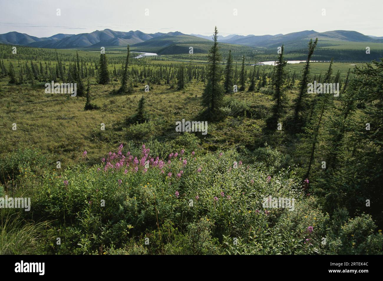 Paesaggio della zona del fiume Firth nel territorio dello Yukon, Canada; Yukon, Canada Foto Stock