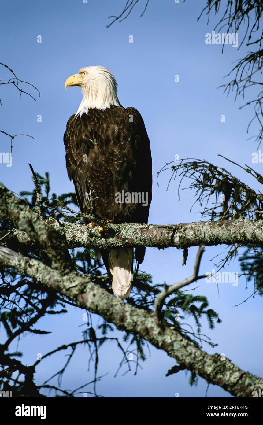 Aquila calva (Haliaeetus lucocephalus alascensis) arroccata su un ramo in Alaska Chilkat Bald Eagle Preserve, Chilkat River, Alaska, USA Foto Stock