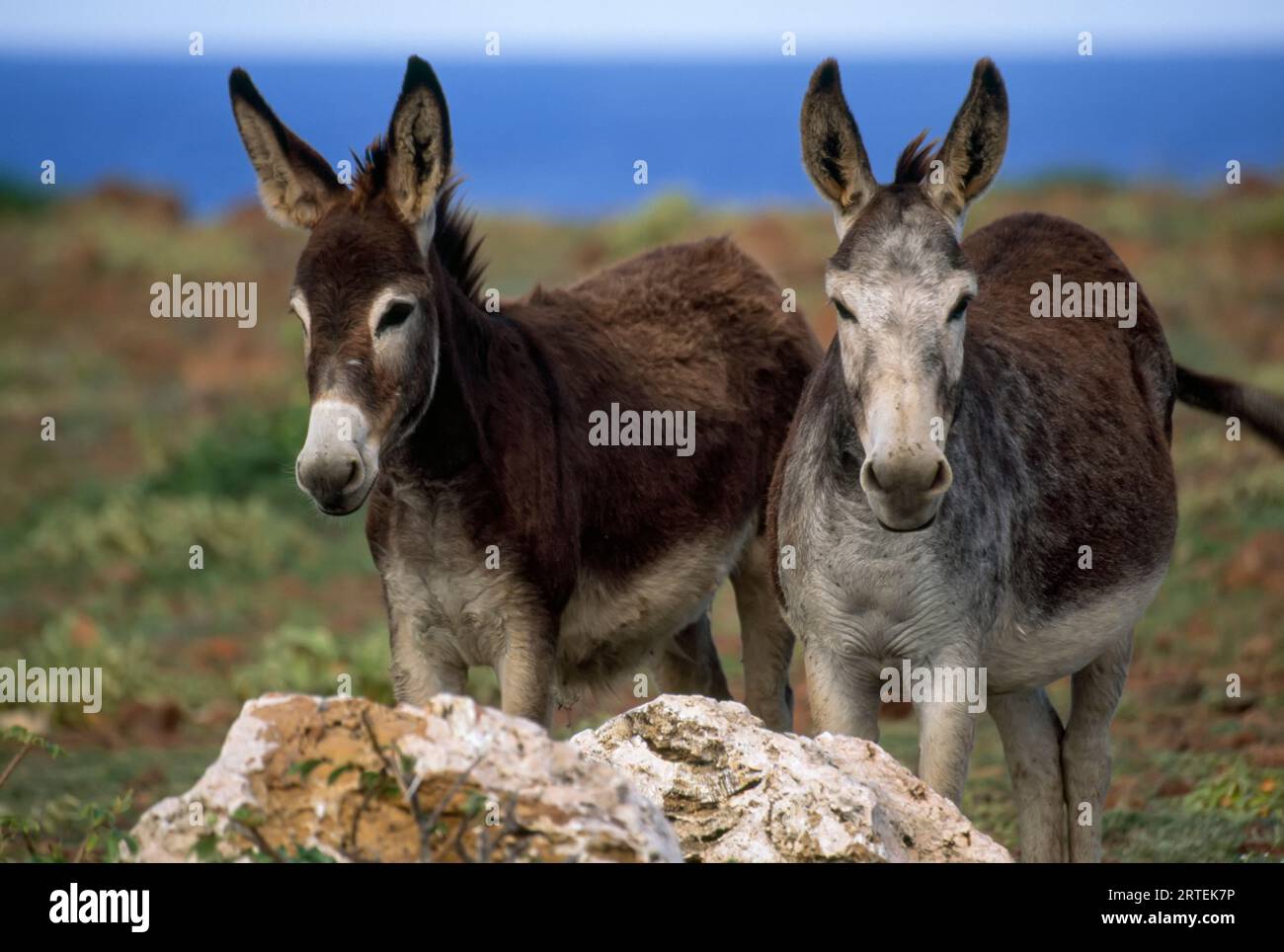 Due asini vicino alla costa di Santorini, Grecia; Santorini, Grecia Foto Stock