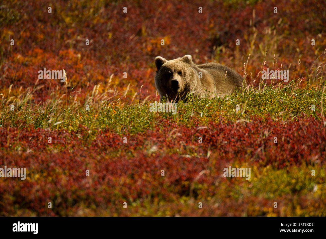 Orso bruno siberiano (Ursus arctos beringianus) in tundra; Kronotsky Zapovednik, Kamchatka, Russia Foto Stock