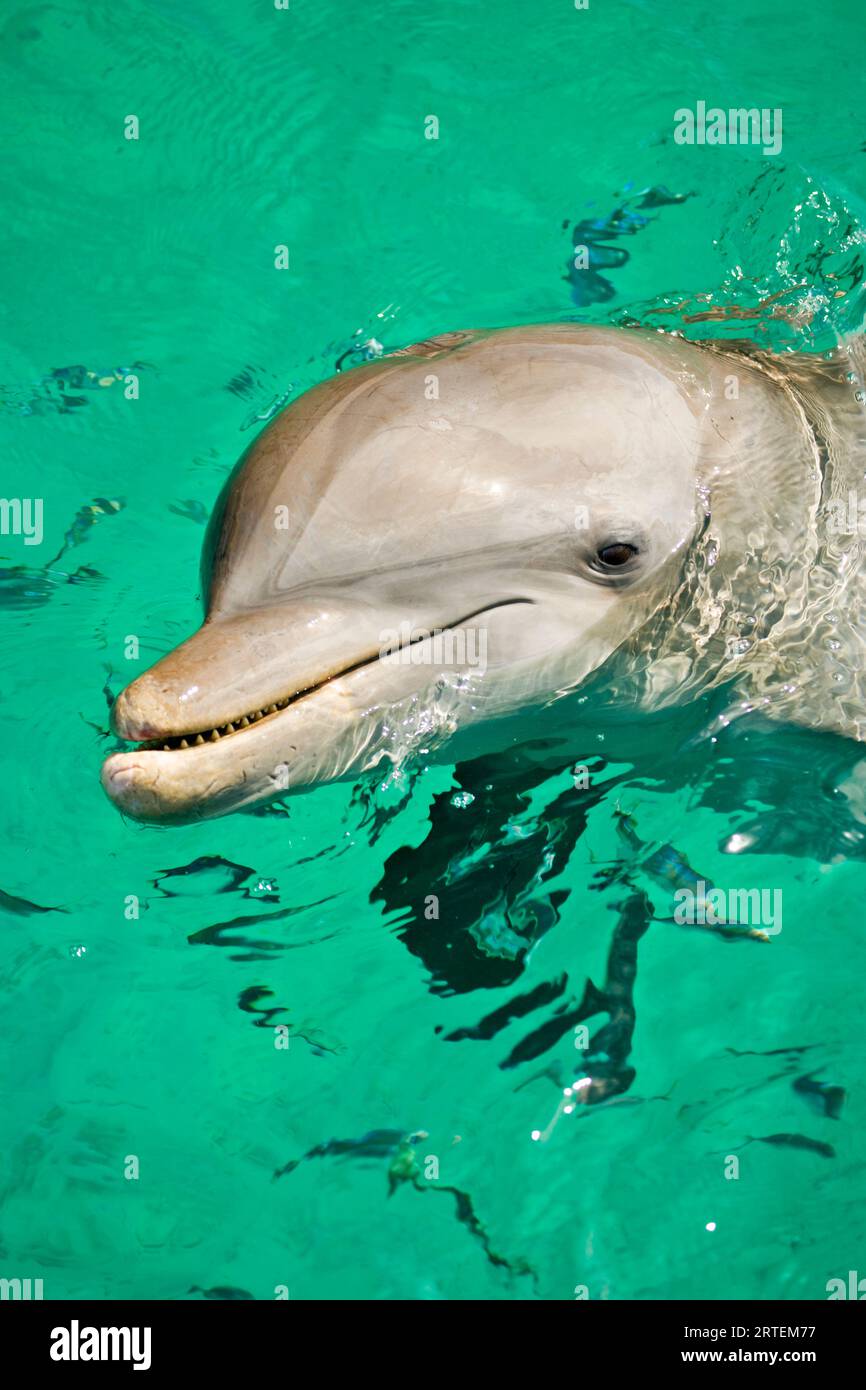 Ritratto di un delfino tursiope (Tursiops truncatus) nel Mar dei Caraibi; Roatan, Honduras Foto Stock
