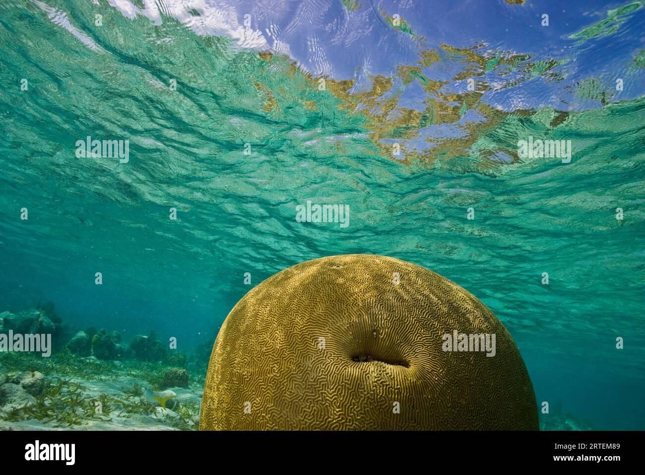 Vista subacquea dei coralli in Belize; Turneffe Island, Belize Foto Stock