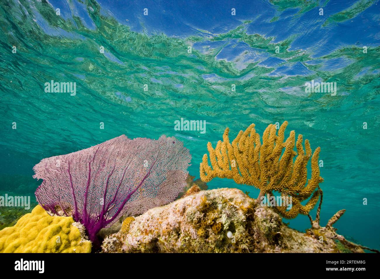 Vista subacquea della barriera corallina in Belize; Turneffe Island, Belize Foto Stock