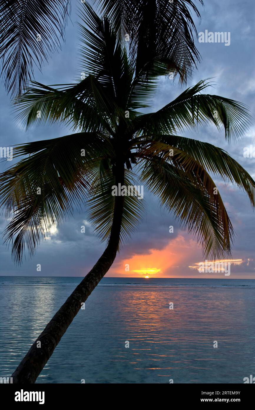 Palme di fronte a un bellissimo tramonto sull'acqua; Pigeon Point, Tobago, Repubblica di Trinidad e Tobago Foto Stock