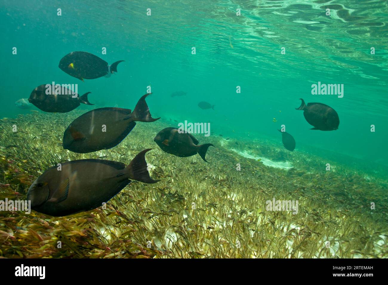 Pesci di barriera corallina che nuotano nella barriera corallina nell'Oceano Indiano al largo dell'isola di Aldabra; isola di Aldabra, Seychelles Foto Stock