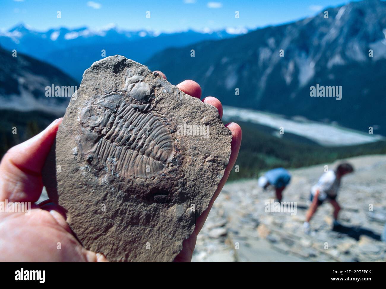 Mano che tiene uno dei molti fossili di trilobiti trovati nel Burgess Shale del Parco Nazionale di Yoho; Columbia Britannica, Canada Foto Stock