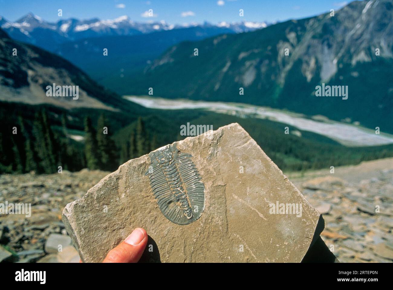 Mano che tiene uno dei molti fossili di trilobiti trovati nel Burgess Shale del Parco Nazionale di Yoho; Columbia Britannica, Canada Foto Stock