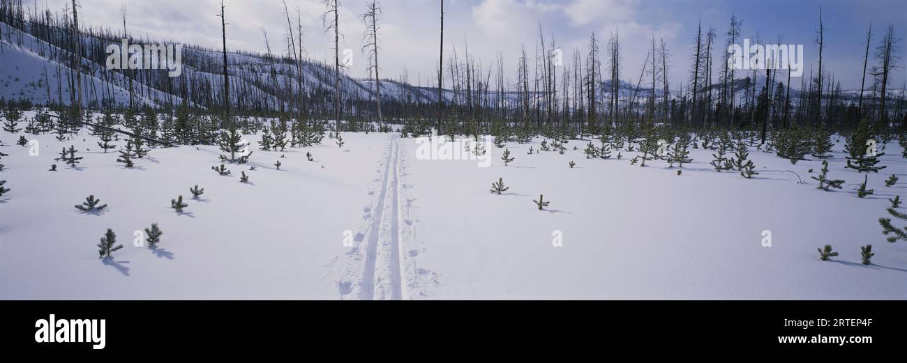 Le piste per lo sci di fondo attraversano la neve sulla pista per le Fairy Falls nel parco nazionale di Yellowstone, Wyoming, Stati Uniti d'America Foto Stock