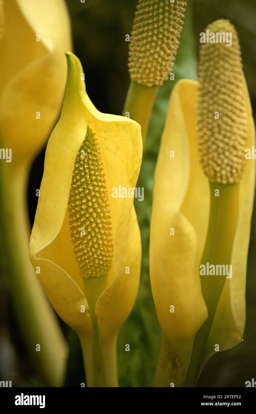 Skunk Cabbage (Lysichiton americanus) in fiore; Alaska, Stati Uniti d'America Foto Stock