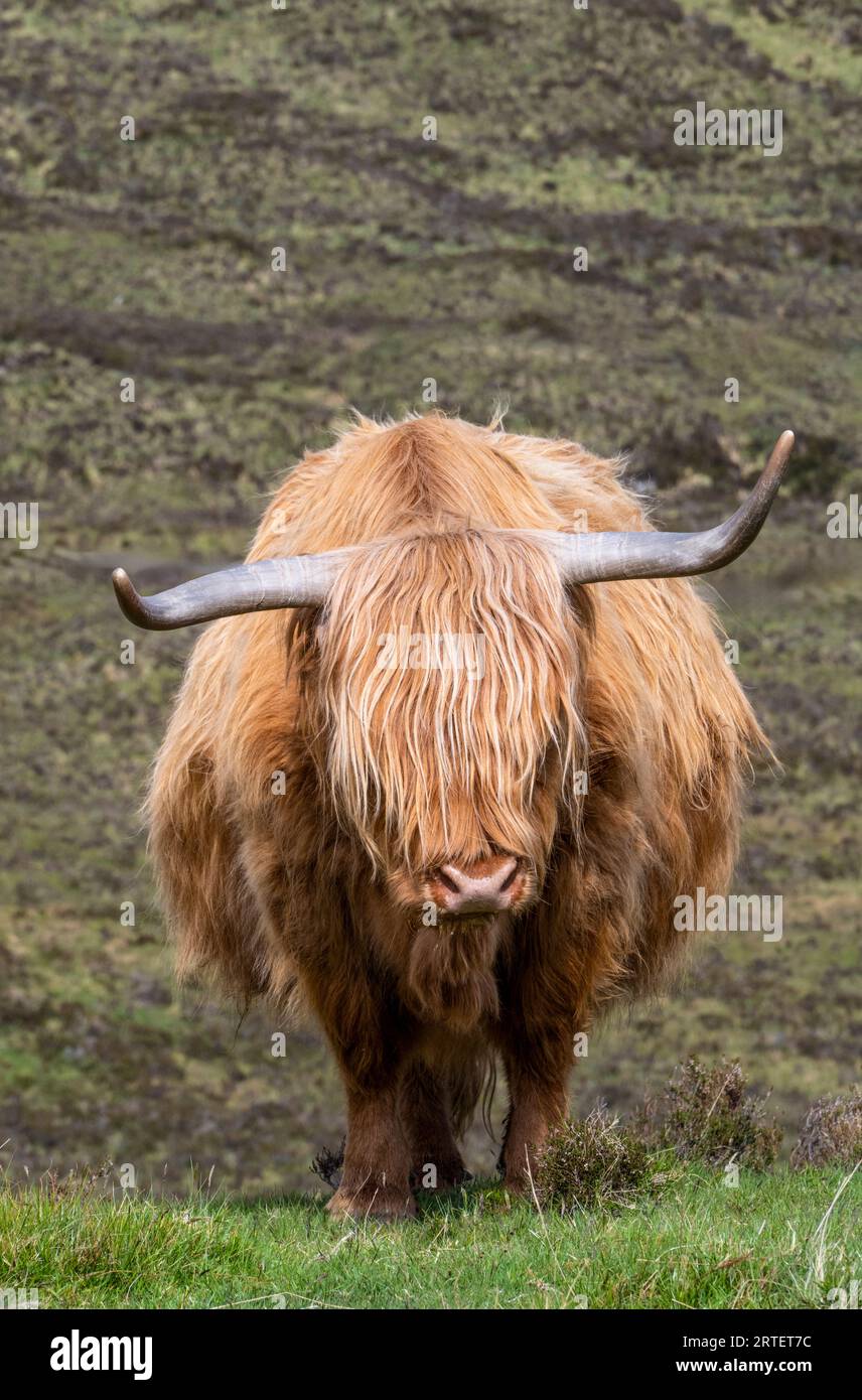 Mucca delle Highlands scozzesi con corna lunghe e cappotto arbusto Foto Stock