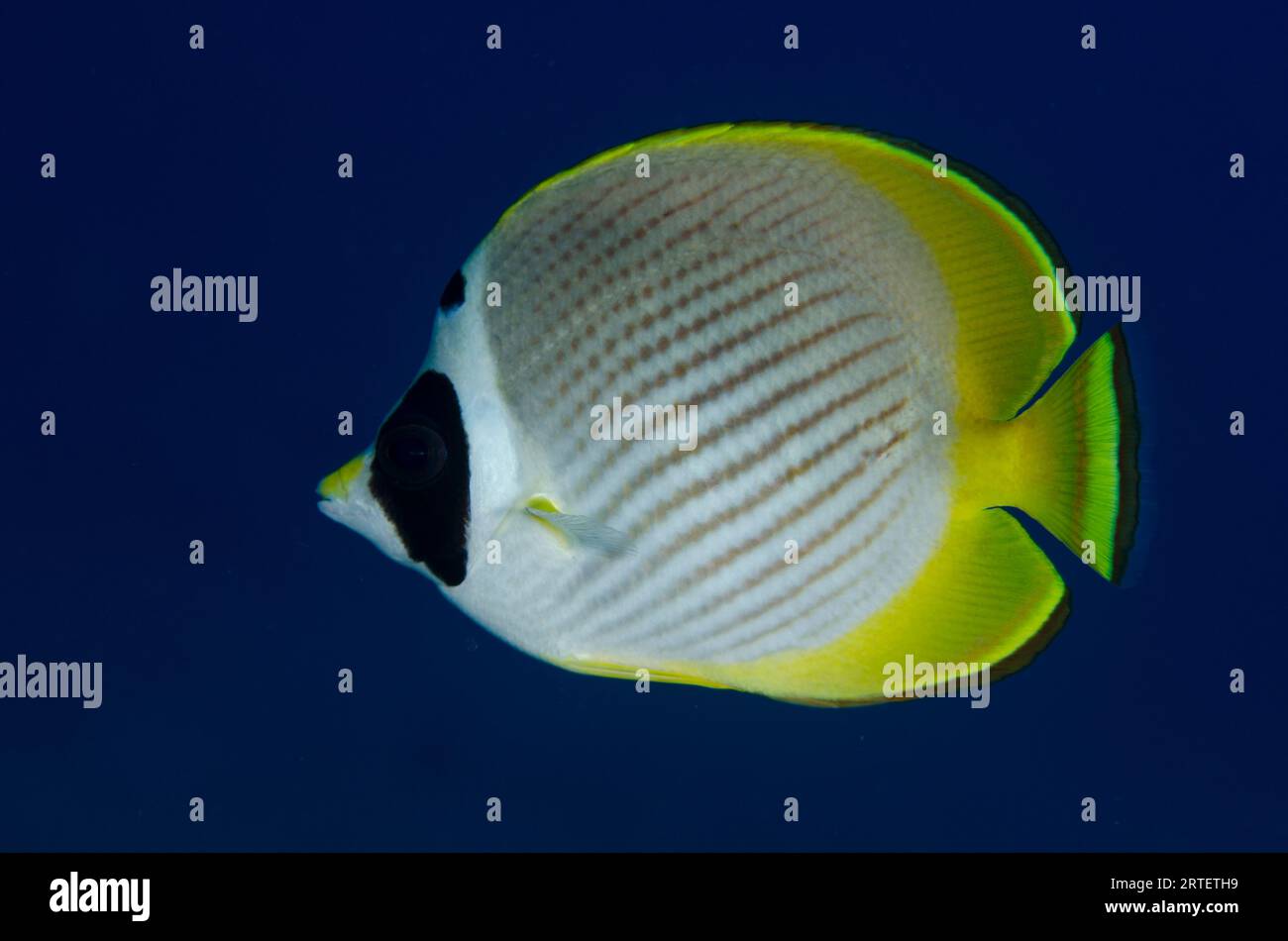 Panda Butterflyfish, Chaetodon adiergastos, Pyramids dive site, Amed, Karangasem, Bali, Indonesia Foto Stock