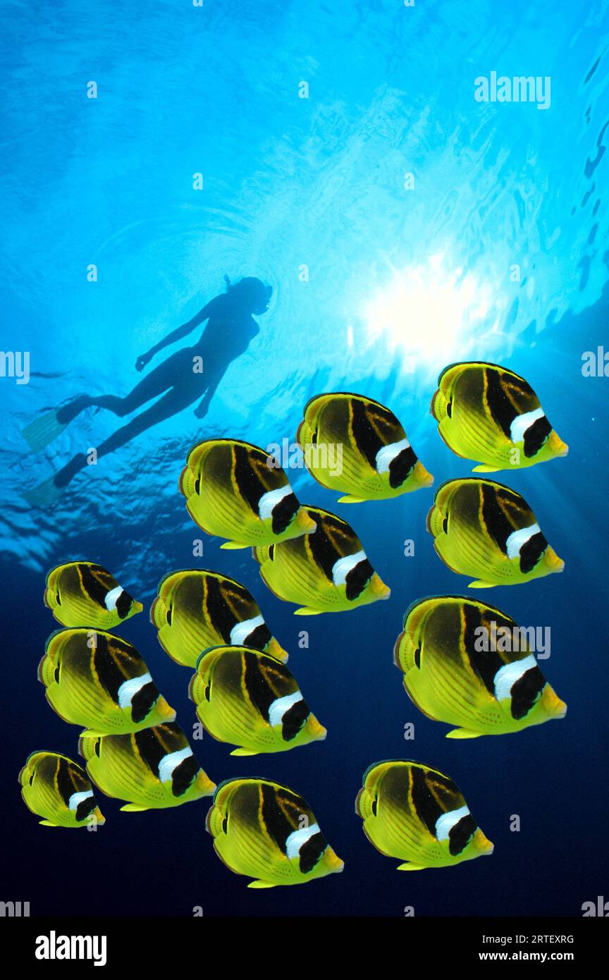 Raccoon Butterflyfish School in primo piano, donna che ama lo snorkeling con una superficie sagomata Foto Stock