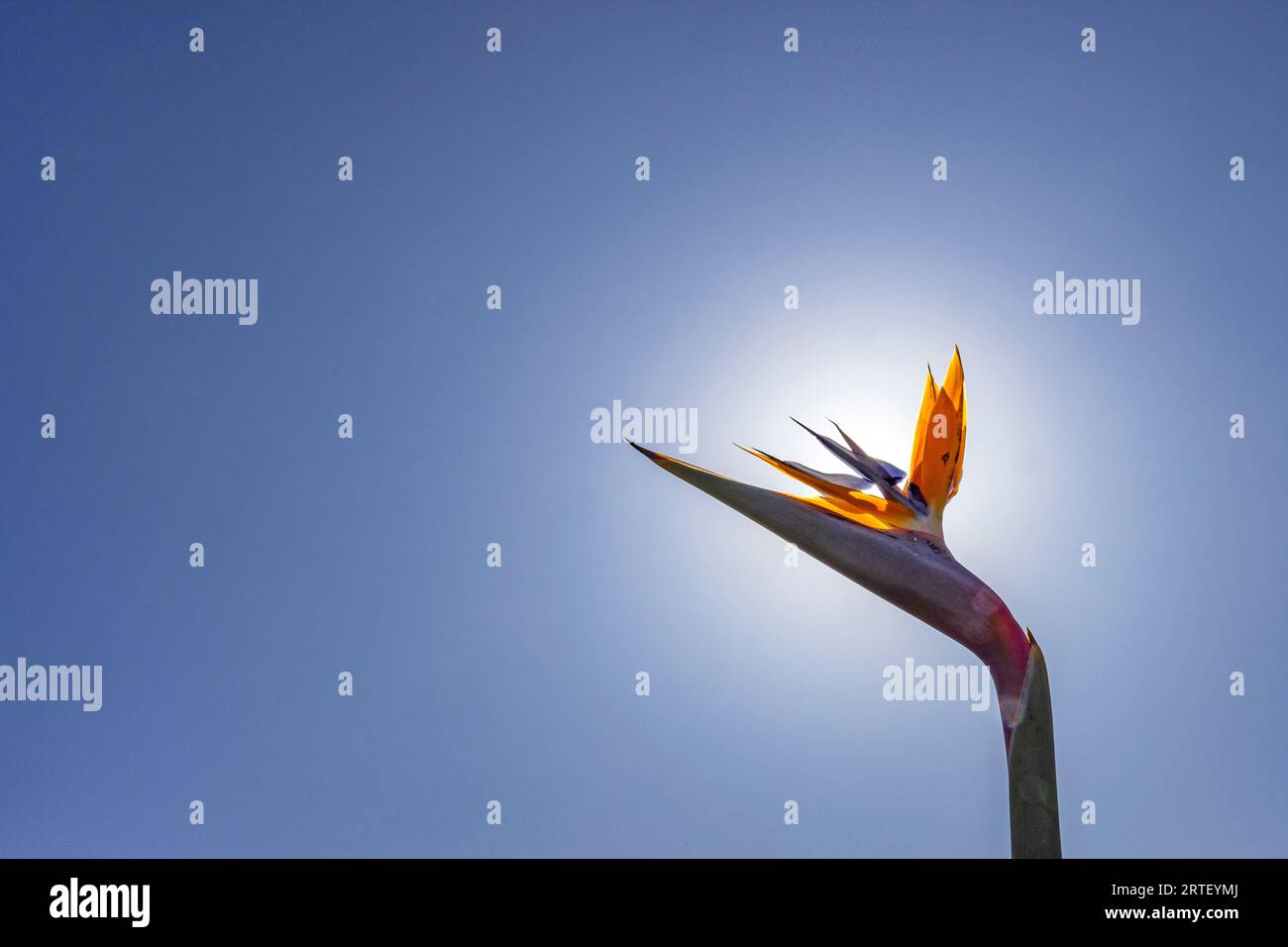 Pianta Bird of Paradise contro il cielo soleggiato Foto Stock