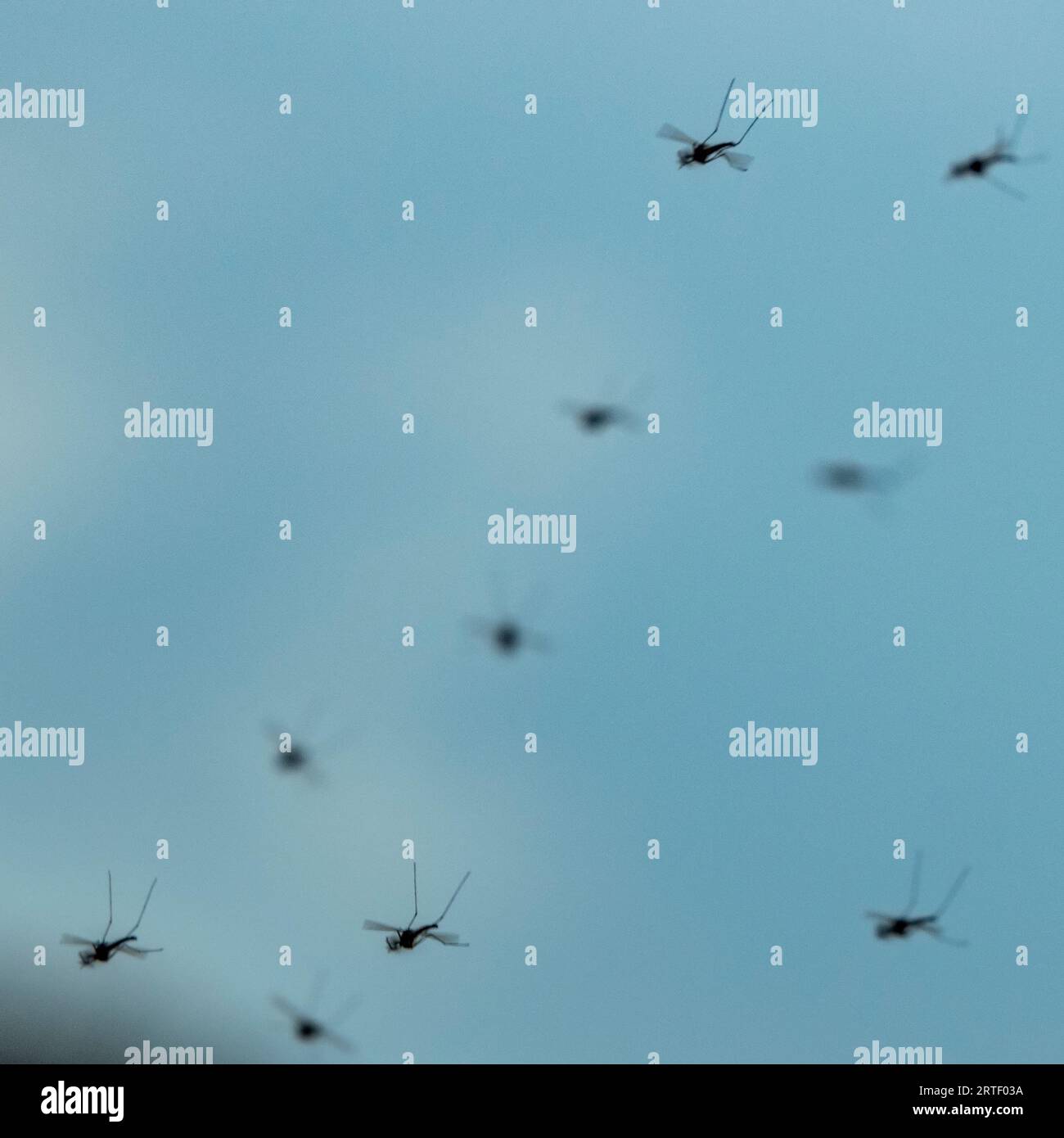 Gruppo di zanzare contro il cielo blu Foto Stock