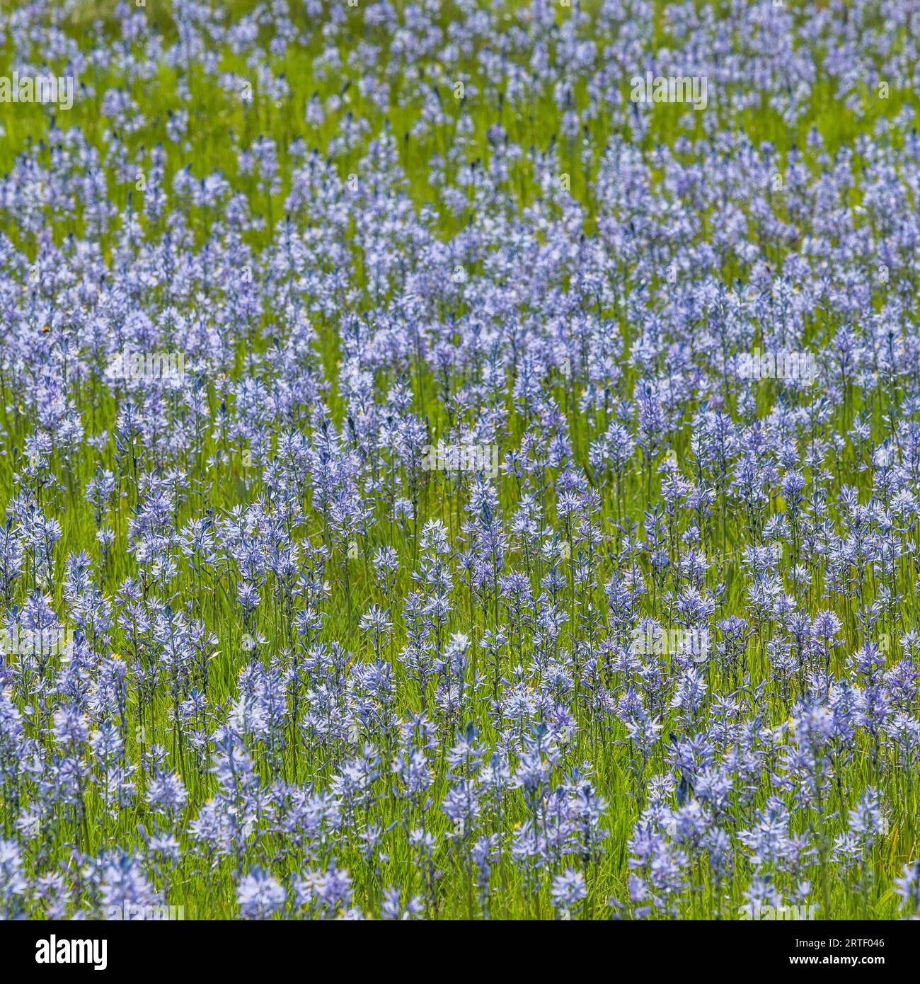 I fiori di Camas in piena fioritura nel prato Foto Stock