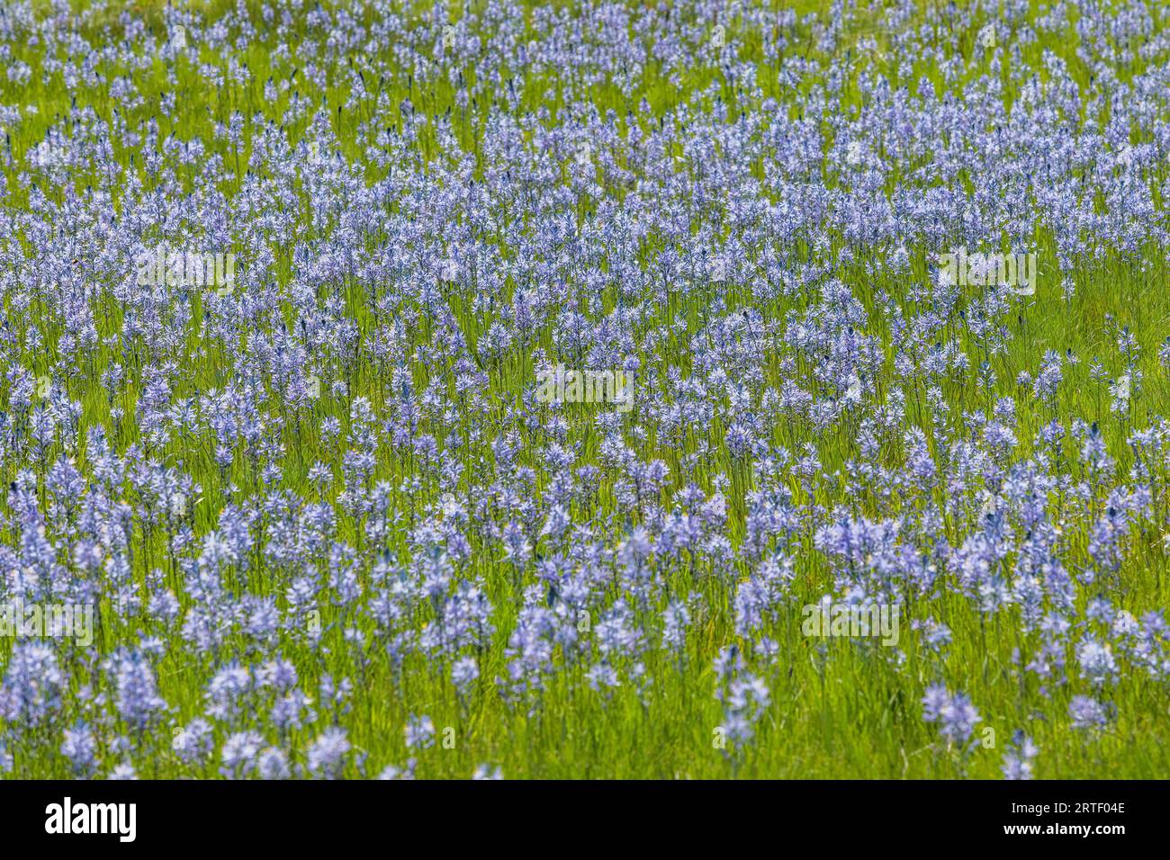 I fiori di Camas in piena fioritura nel prato Foto Stock