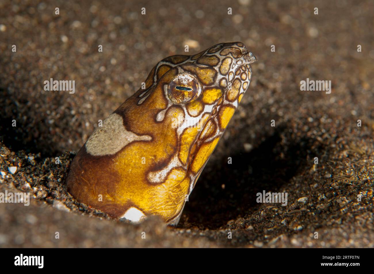 Anguilla di Napoleone, Ophichthus bonaparti, sepolto nella sabbia, sito di immersione delle piramidi, Amed, Karangasem, Bali, Indonesia Foto Stock