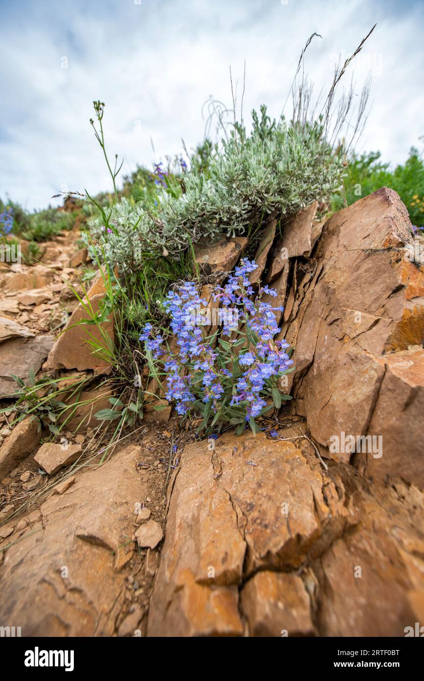 USA, Idaho, Hailey, fiori selvatici blu contro la roccia lungo il Carbonate Mountain Trail Foto Stock