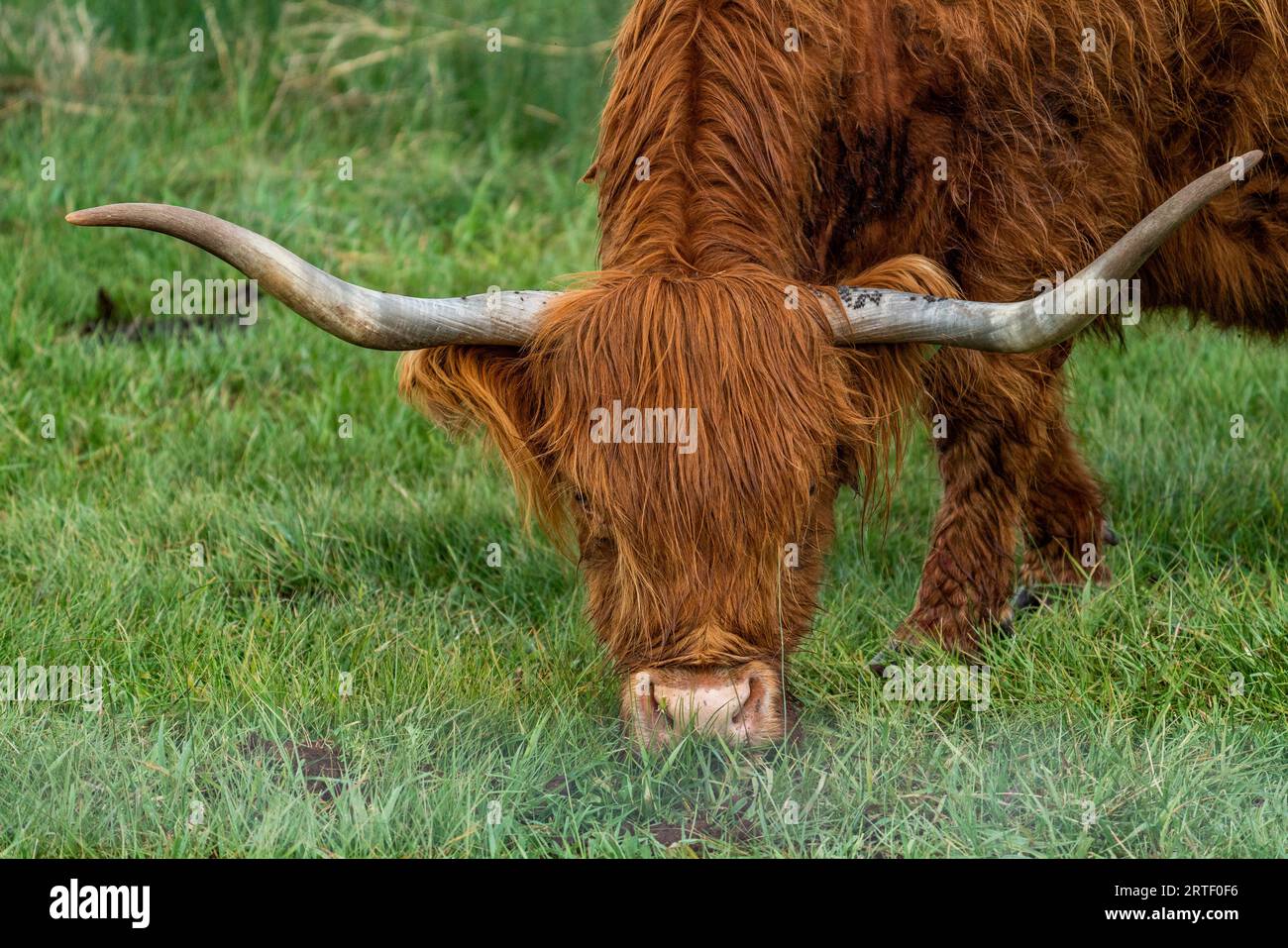 Ritratto della mucca delle Highland al pascolo Foto Stock