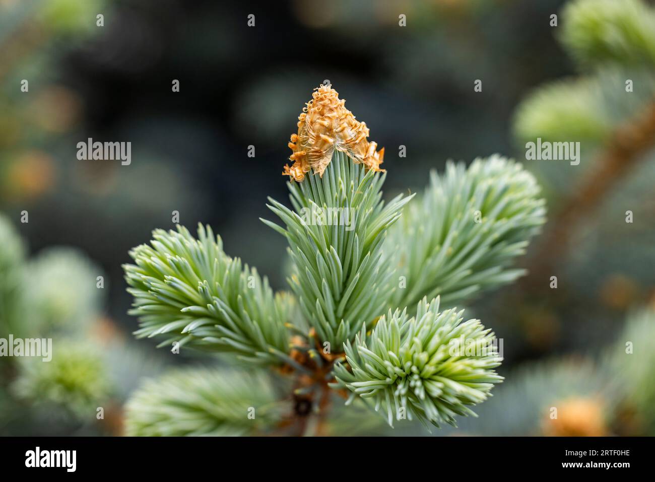 Primo piano di gemme di pino nella foresta Foto Stock