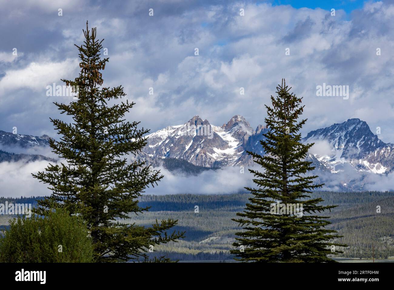 USA, Idaho, Stanley, Fog Over Forest presso le Sawtooth Mountains Foto Stock