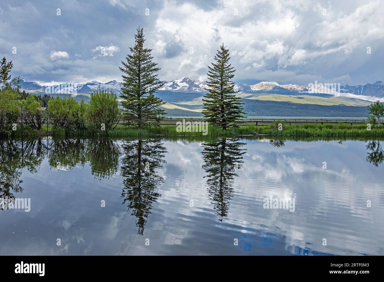 USA, Idaho, Stanley, pini riflessi nello stagno nelle giornate di sole Foto Stock