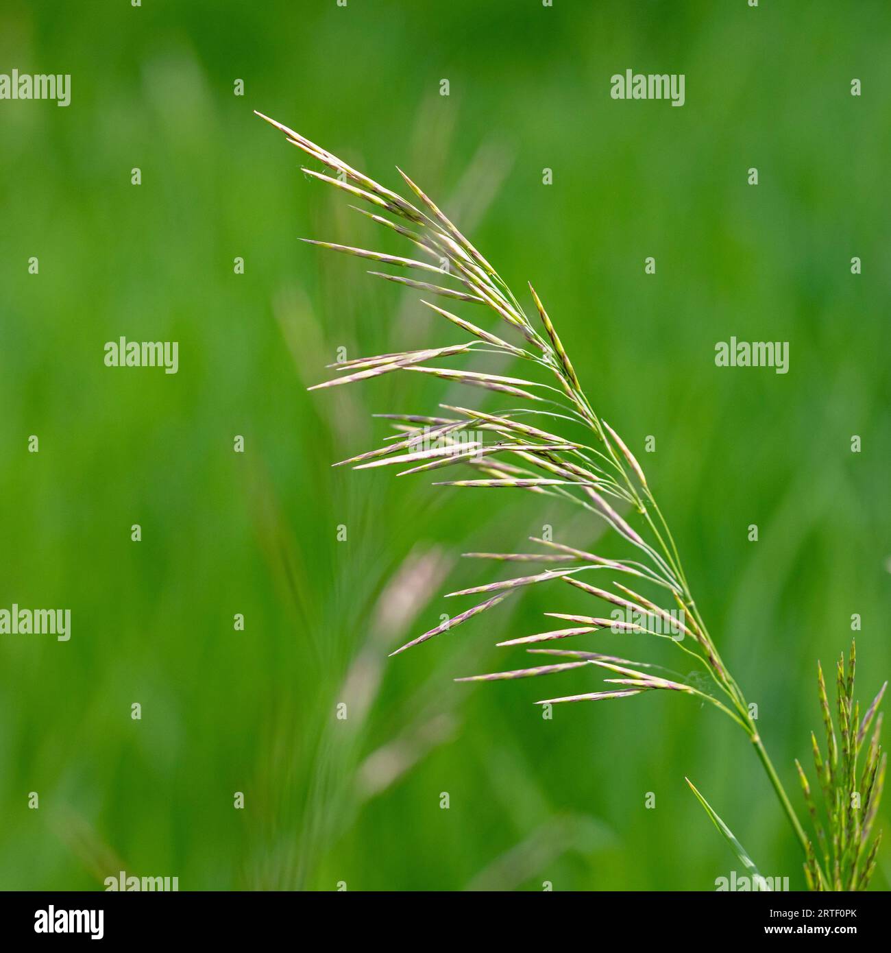 Primo piano della pianta verde nel prato Foto Stock