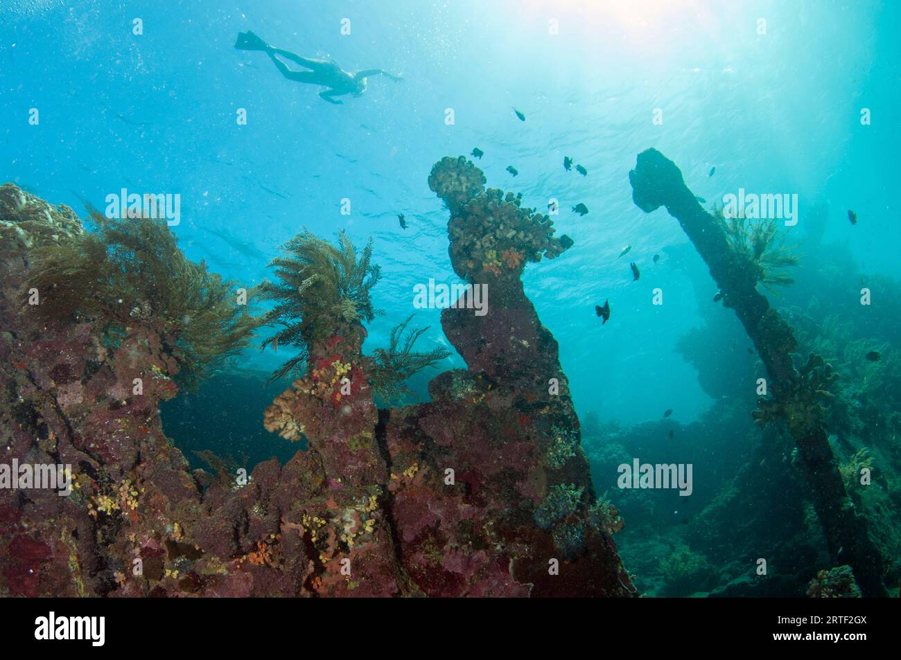 Snorkeller sopra il relitto, sito di immersione con relitti giapponesi, Amed, Karangasem, Bali, Indonesia Foto Stock