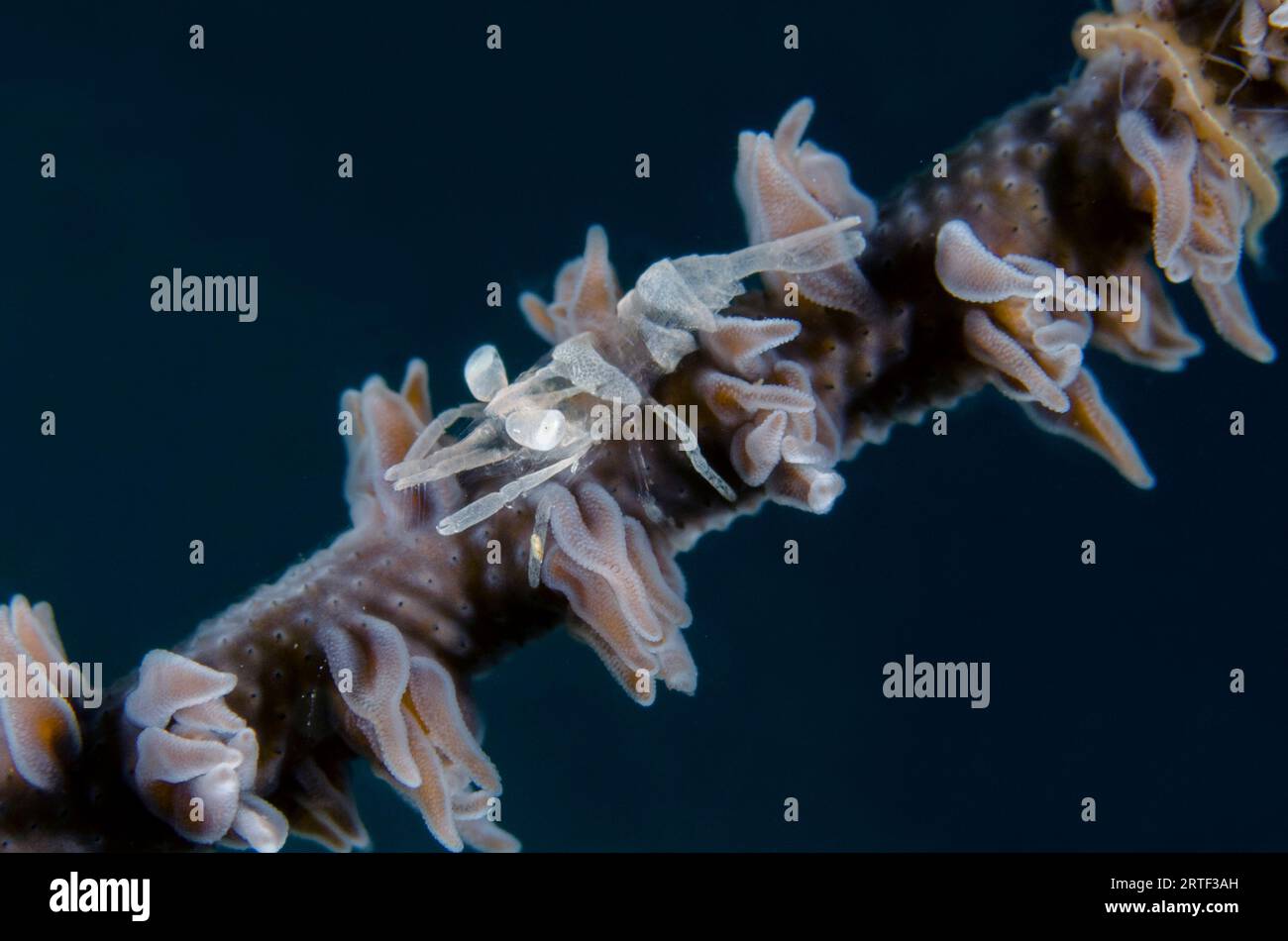 Gamberetti corallini a frusta, Pontonides unciger, On Whip Coral, ordine Alcyonacea, sito di immersione del Tempio sottomarino, Pemuteran, Buleleng Regency, Bali, Indonesia Foto Stock