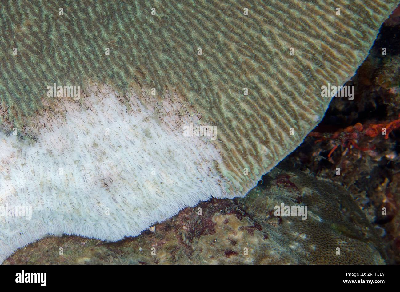 Corallo, Acropora sp, con danni probabili dalla malattia della banda Bianca, sito di immersione del Tempio sottomarino, Pemuteran, Buleleng Regency, Bali, Indonesia Foto Stock