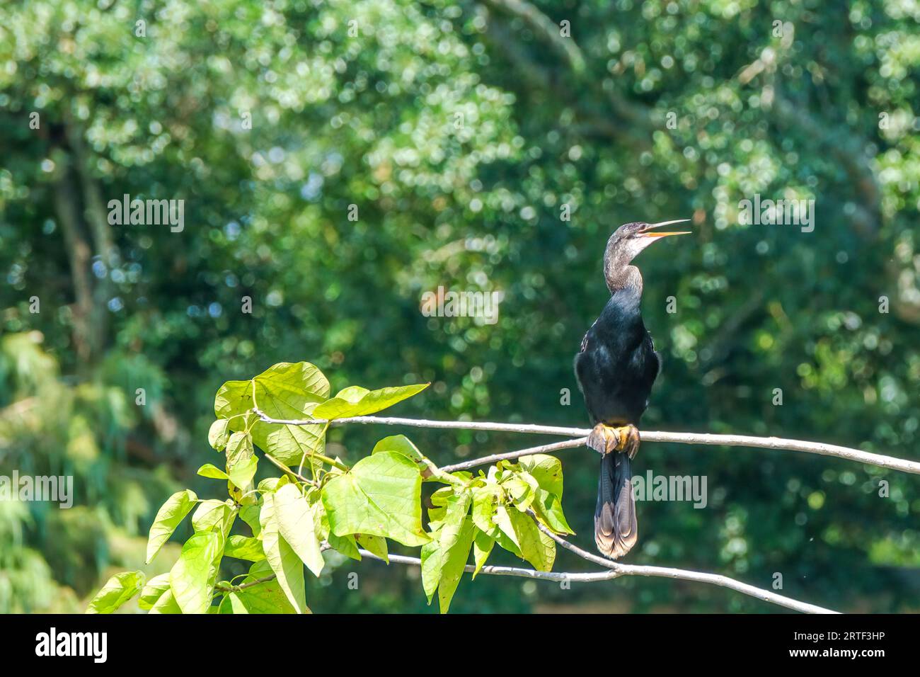 Lone Female Anhinga seduto su un ramo di alberi in Audubon Park Foto Stock