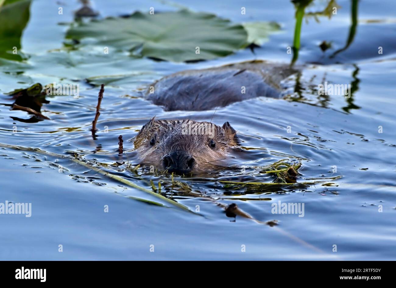 Un castoro selvatico adulto "Castor canadensis", che nuota attraverso i gigli sulla superficie dell'acqua nella rurale Alberta Canada Foto Stock