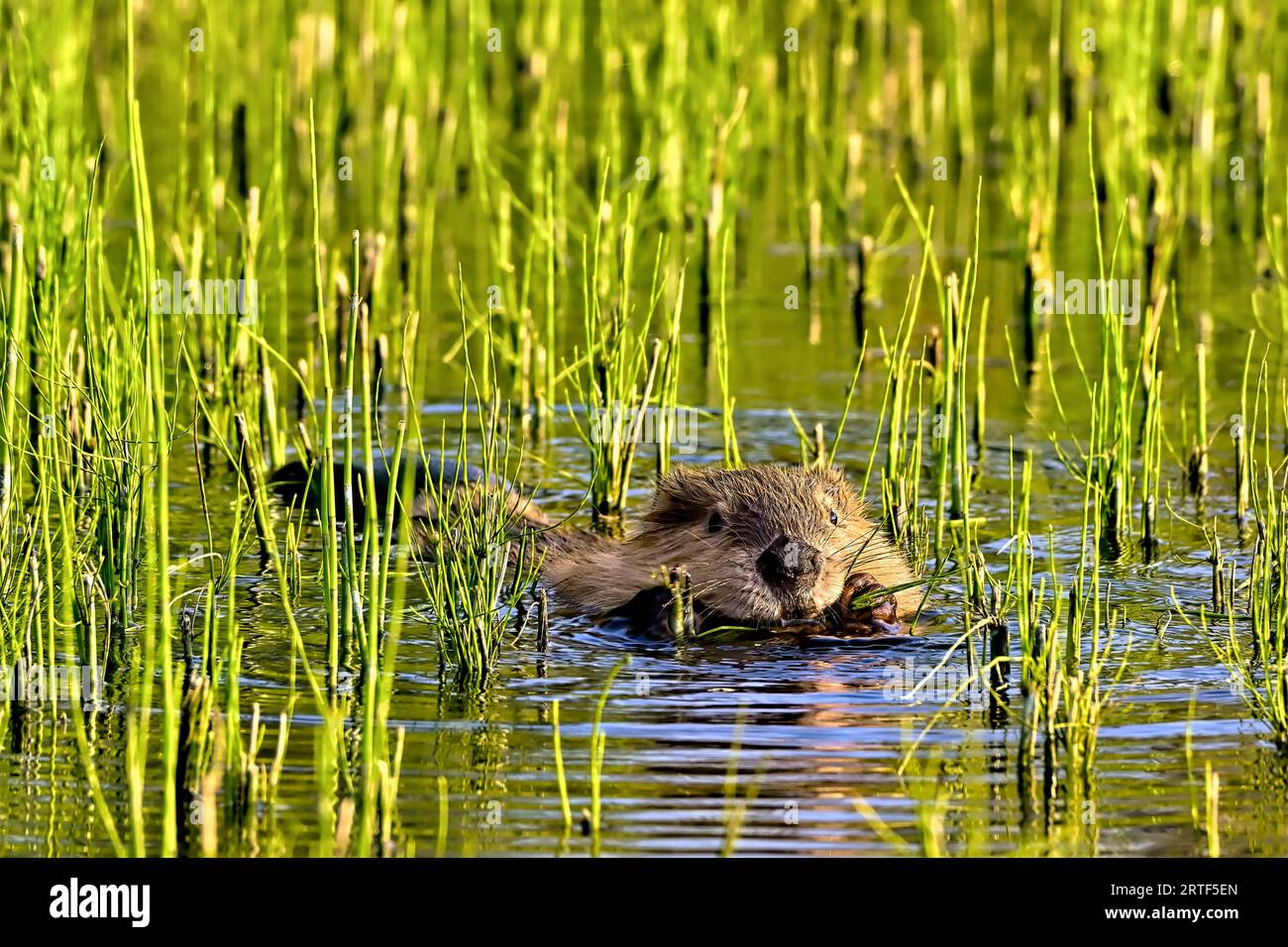 Un castoro "Castor canadensis" che mangia sull'erba palustre nell'acqua del suo laghetto di castori di casa Foto Stock