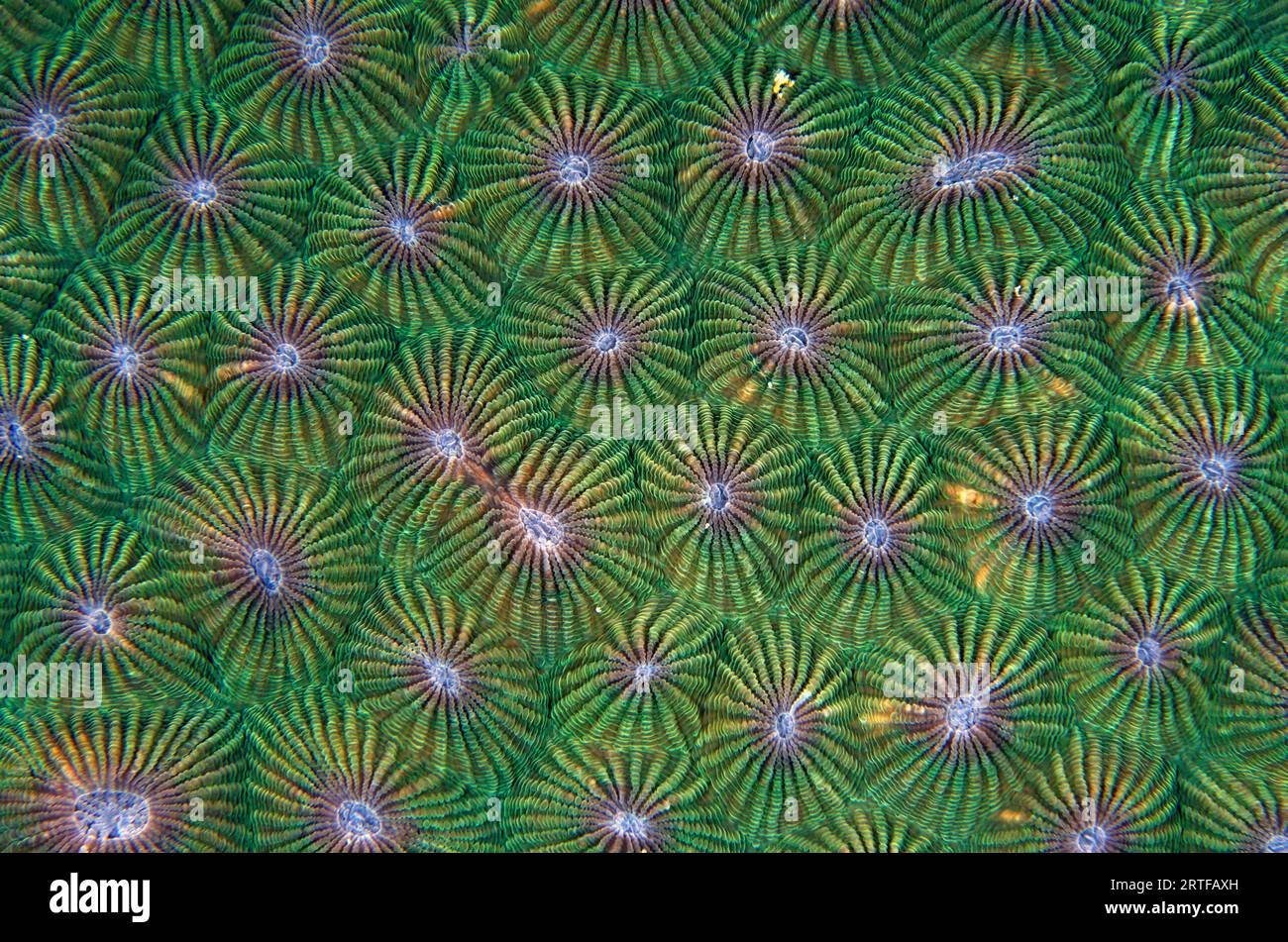 Coralliti di Corallo di favo, Diploastrea heliopora, classificati come vicino minacciato; sito di immersione delle mangrovie, isola di Menjangan, Reggenza di Buleleng, Bali, in Foto Stock