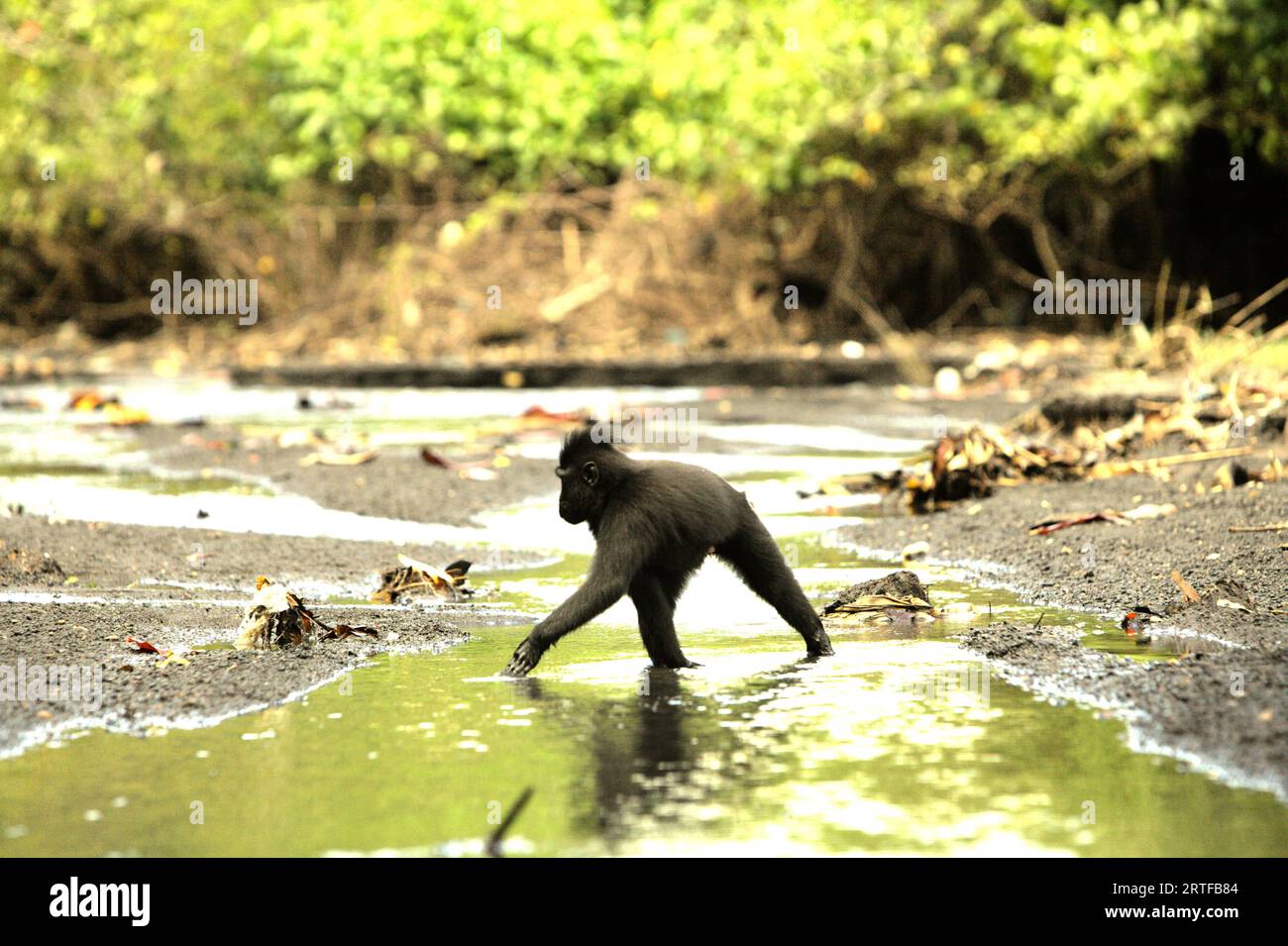 Un macaco crestato (Macaca nigra) si allaccia su un torrente vicino a una spiaggia nella foresta di Tangkoko, Sulawesi settentrionale, Indonesia. Il cambiamento climatico può ridurre l'idoneità all'habitat delle specie di primati, che potrebbero costringerle a uscire da habitat sicuri e ad affrontare più potenziali conflitti con gli esseri umani, dicono gli scienziati. Un recente rapporto ha rivelato che la temperatura è in aumento nella foresta di Tangkoko e l'abbondanza complessiva di frutta è diminuita, mentre allo stesso tempo il macaco crestato appartiene al 10% delle specie di primati altamente vulnerabili alla siccità. Foto Stock