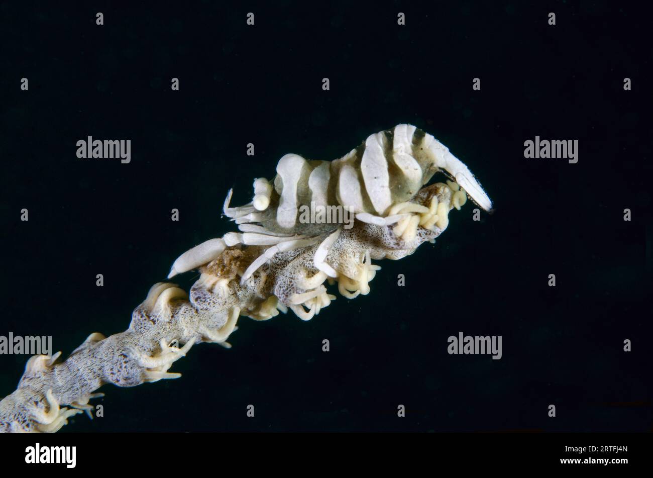 Whip Coral Shrimp, Pontonides unciger, mimetizzato su Whip Coral, Alcyonacea Order, Jetty dive Site, Pemuteran, Buleleng Regency, Bali, Indonesia Foto Stock