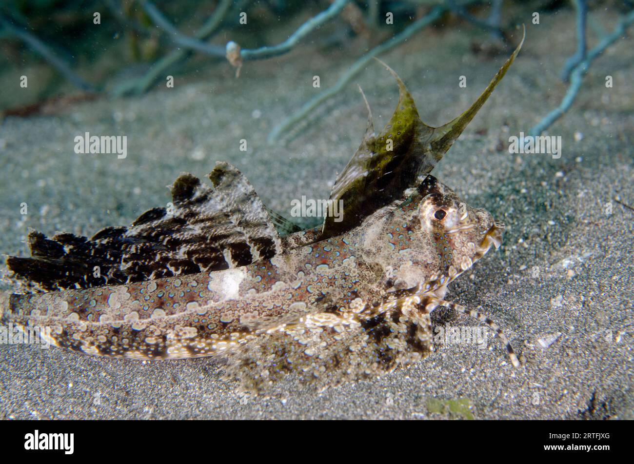 Dragonetto a dita, Dactylopus dactylopus, con spine dorsali filamentose, sito di immersione del molo, Pemuteran, Buleleng Regency, Bali, Indonesia Foto Stock