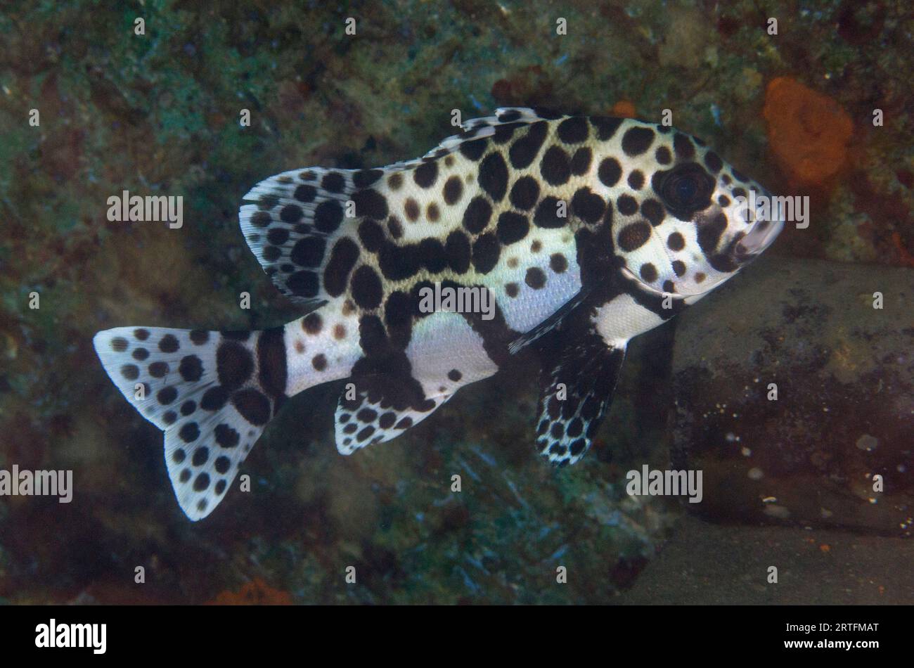 Sweetlips sub-adulti con molte macchie, Plectorhinchus chaetodonoides, che simula vermi o nudibranchi tossici, Jetty dive Site, Pemuteran, Buleleng Regenc Foto Stock